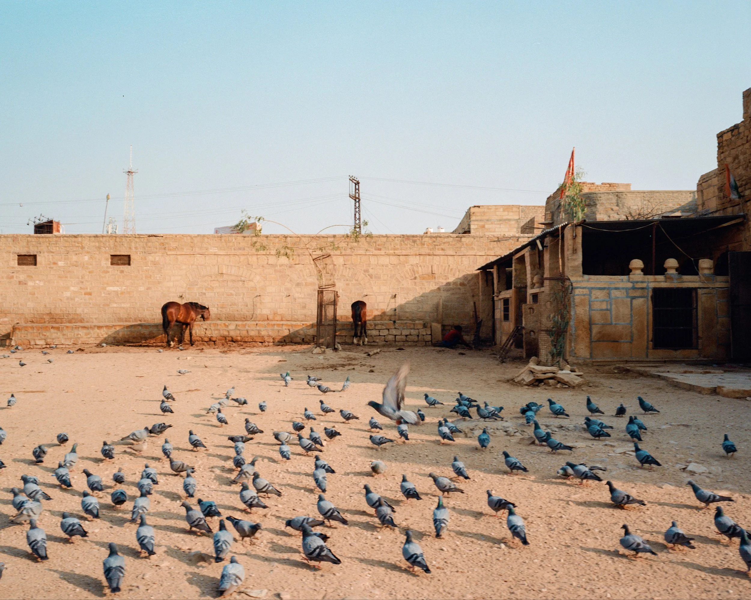 India — Joe Greer